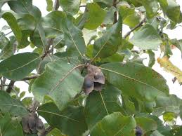 Image result for Terminalia macroptera