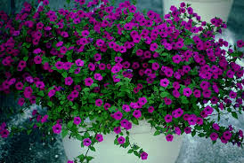 PLANTanswers: Plant Answers > Laura Bush Petunia