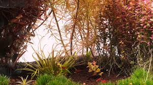 Image result for Erythrococca polyandra