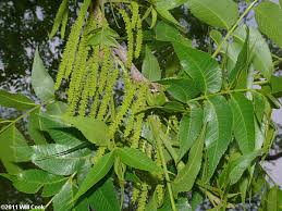 Image result for Carya illinoinensis