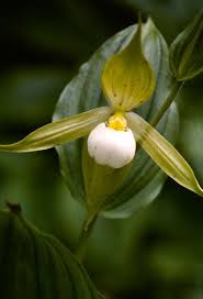 Image result for Satyrium orbiculare