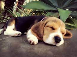 This usually varies with the type of vaccine used but should not be taken until your puppy. Beagle Dog Puppy Price In India