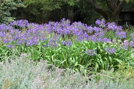 Image result for Agapanthus africanus