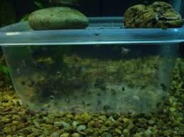 Diy Pond Snail Trap Aquarium Advice Aquarium Forum Community Pond Snails Aquarium Snails Aquarium