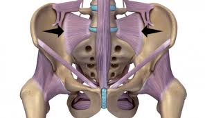 What organs are on the left side of the rib? Ehlers Danlos Syndrome And Sacroiliac Joint Dysfunction