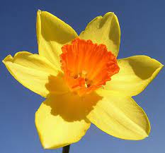 Daffodil Flower Other Name Best Flower Wallpaper