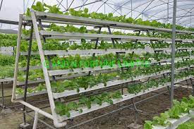 Agricultural Vertical Farming Hydroponic Systems Greenhouse For Nft Lettuce Vegetables Growing China Garden Greenhouse Hydroponic Vertical Farming Hydroponic Systems Made In China Com
