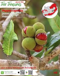 Image result for Pappea capensis