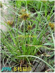 Image result for Pycreus polystachyos