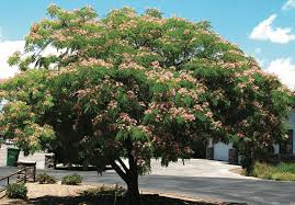 Image result for Albizia