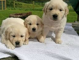 Golden retriever pups zonder stamboom variëren in prijs van 400 tot ongeveer 900 euro. Golden Retriever Pups Contact Voor Meer Informatie Lenaertsannicks Gmail Com Aangeboden Op Marktplaza Nl