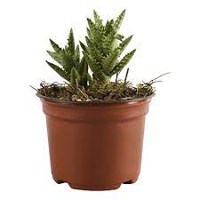 Cuenta con cinco recámaras, dos de ellas con baño completo y vestidos, en total son 4 baños completo y. Cactus Natural Verde De 4 Pulgadas The Home Depot Mexico