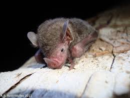 Image result for Thesium brevibarbatum