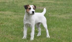 Yes, jack russell's are extremely intelligent dogs. Jack Russell Terrier Breed Information