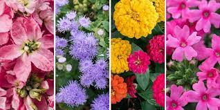 Στο anthemionflowers θα βρείτε τα ποιοτικότερα λουλούδια όπως τριαντάφυλλα ecuador,οριεντάλ λίλιουμ,ορχιδέες,αλστρομέριες,ζέρμπερες,ηλίανθους,τουλίπες,παιώνιες κλπ σε πόλλες χρωματικές. Ta 15 Pio Omorfa Loyloydia Ths Anoi3hs Ta Mystika Toy Khpoy