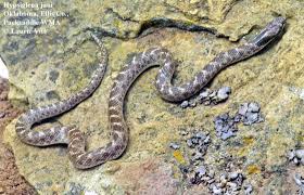 Image result for Heinsia zanzibarica