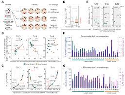 IJMS | Free Full-Text | Trisomies Reorganize Human 3D Genome