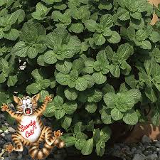 Image result for Coleus caninus