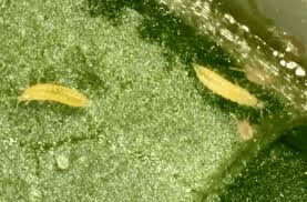It kills insects by preventing their nervous. Thrips Control Onfloriculture