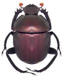 Paragymnopleurus Sinuatus Assamensis Scarabs Scarabee Insectes Animaux