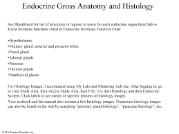 Endocrine Gross Anatomy And Histology Ppt Download