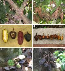 .of pests and diseases, is much more profitable than using land previously planted with cocoa or therefore, in the history of cocoa, expansion in production on new frontiers is often followed by smuggling has always been common when there is a significant price differential in either direction. Different Stages In The Development Of Witches Broom Of Cacao Caused Download Scientific Diagram