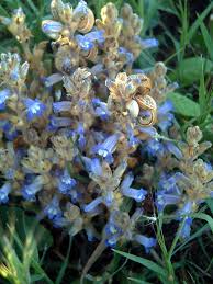 Image result for Orobanche