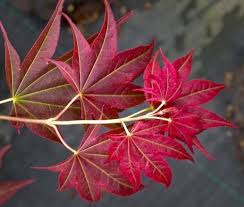 Brighterblooms.com has been visited by 10k+ users in the past month Acer Palmatum Beni Hoshi Ruby Stars At Essence Of The Tree Acer Palmatum Japanese Maple Japanese Maple Tree