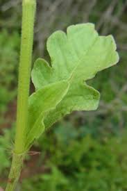 Image result for Oxygonum sinuatum