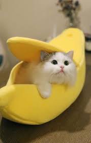 Ghim Của Dinara Shorhmatova Tren Mix Trong 2020 Meo đẹp Meo Kitty động Vật