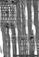 Image result for Trichocladus ellipticus