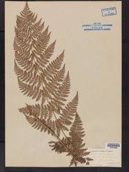 Image result for Vittaria guineensis