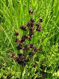 Image result for Juncus lomatophyllus