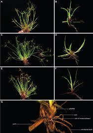 Image result for Cyperus tenuiculmis