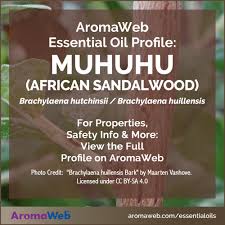 Image result for Brachylaena huillensis