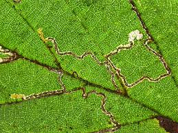 Image result for Stigmella floslactella