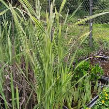 Image result for Typha