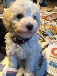 zwergpudel hundin 6 wochen alt bellaflow zwergpudel pudel hunde fur allergiker