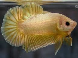 Giant Betta Pics Google Search Betta Fish Pet Pics