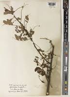 Image result for Phyllanthus polyspermus