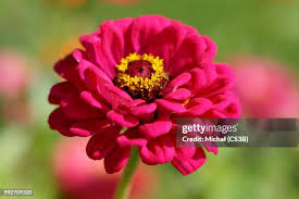30 Zinia Stock Photos, High-Res Pictures, and Images - Getty Images
