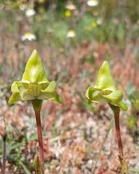 Image result for Holothrix villosa