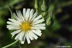 Image result for Lactuca indica