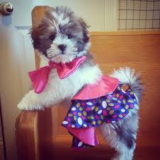 It is in the nw corner of the state. What Is A Shichonpoo Bluebell Pup Cavapoochon Puppies For Sale