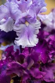 We did not find results for: A Visit To Iris Farms Near Traverse City Michigan Annie Fairfax