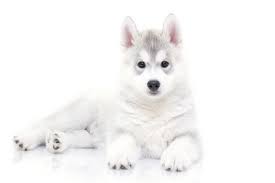 Best Dog Food For Huskies According To The Dog Food Advisor