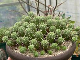 Image result for Euphorbia davyi