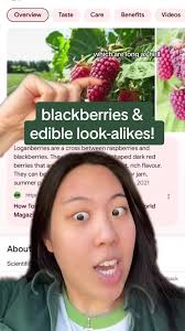 How to Find The Difference Between A Blueberry or A Poisonous Berry