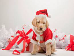 Cute Christmas Dog Wallpapers 2014 Chiot De Noel Chien Noel Chiots Labrador