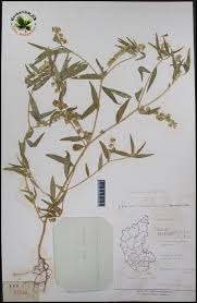 Image result for Polygala persicariifolia